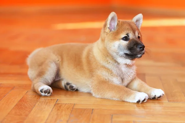 Few weeks old pup pose in photo studio — Stock Photo, Image