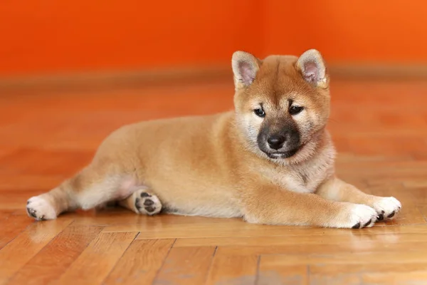 Extreme closeup of a few weeks old puppy. Swallow depth of field — Stock Photo, Image