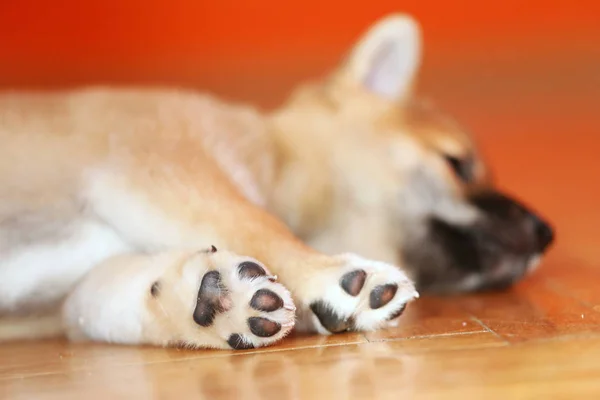 Cachorro muy cansado acostado en la ronda — Foto de Stock