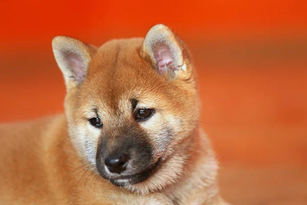 Moe van enkele weken oud pup in de fotostudio — Stockfoto