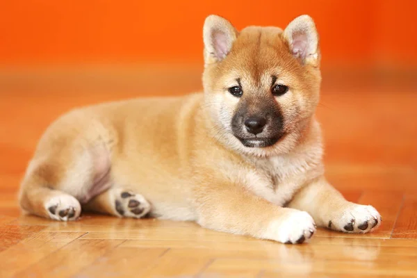 Extremo primer plano de un cachorro de pocas semanas de edad — Foto de Stock