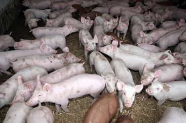 Hayvan çiftliği kırsal mahallinde yukarıdan pembe renkli domuzcuklar fotoğrafı
