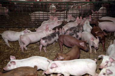 Birkaç hafta yaşlı domuz yavruları kırsal biyo hayvan çiftliğinde grup