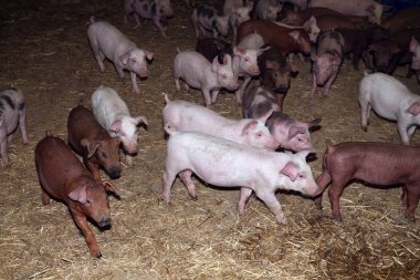 Kırsal hayvan çiftliğinde yaşayan genç hayvanlar domuz yavruları