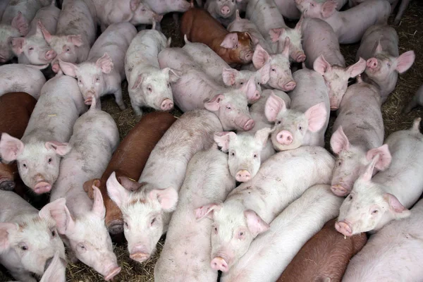 Grupo de porquinhos curiosos no estábulo — Fotografia de Stock