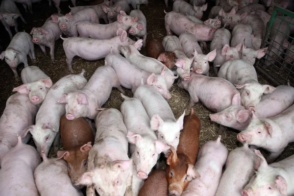 Besättning med några månader gammal hungriga smågrisar på landsbygden bio Djurfarmen — Stockfoto