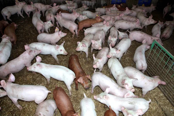 一群几个月大的饥饿小猪 — 图库照片