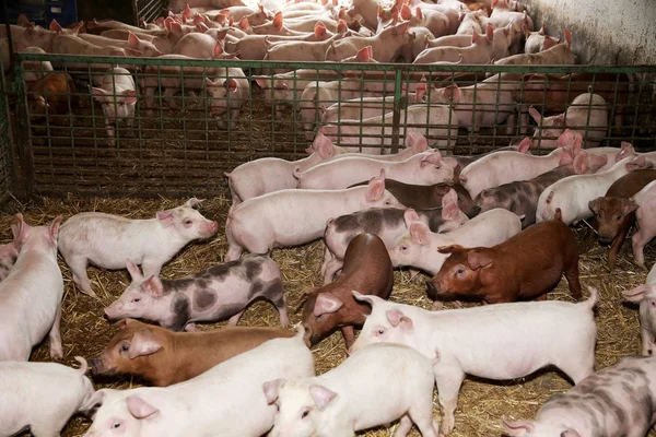 Birkaç hafta yaşlı domuz yavruları kırsal biyo hayvan çiftliğinde grup — Stok fotoğraf