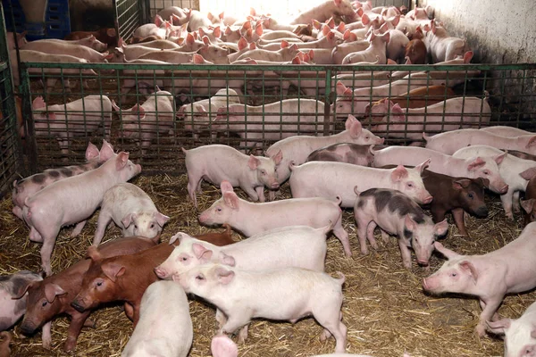Kaç aylık aç domuz sürüsü — Stok fotoğraf