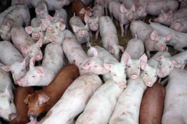 Meraklı domuzcukları istikrarlı kırsal sahnesinde grup