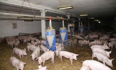 Hayvan ıslahı. Grup içinde çiftlik avlusu yenidoğan domuz yavruları