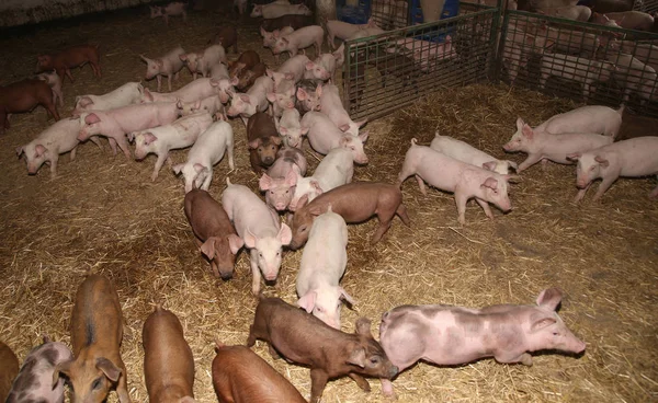 Hayvan ıslahı. Grup içinde çiftlik avlusu yenidoğan domuz yavruları