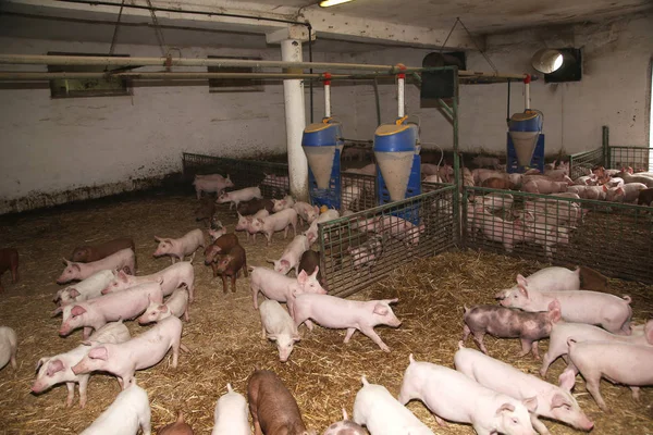 在农村动物农场的谷仓里长大的小猪 — 图库照片