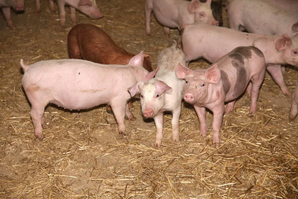 Närbild av nyfödda rosa smågrisar — Stockfoto