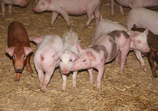 Boskapsuppfödning. Grupp av nyfödda kultingar i farmyard — Stockfoto