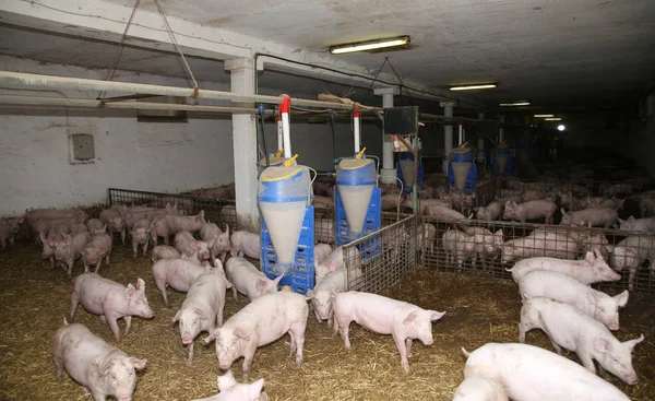 家畜饲养。农家农场新生仔猪组 — 图库照片