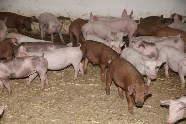 Kırsal hayvan çiftliği ahırda büyümek domuz yavruları