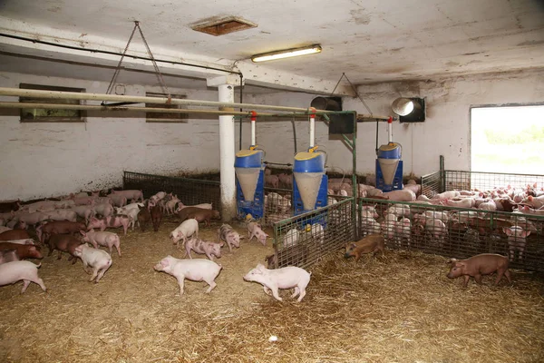 Foto av en landsbygdens Djurfarmen inomhus — Stockfoto