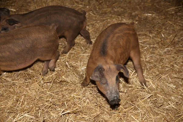 Újszülött mangalica a mangalica malacok — Stock Fotó