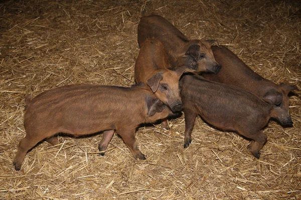 Beautiful newborn  mangalica piglets growing up in the barn — Stock Photo, Image