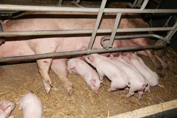 Små grisar sover efter ammade i ladugården inomhus — Stockfoto