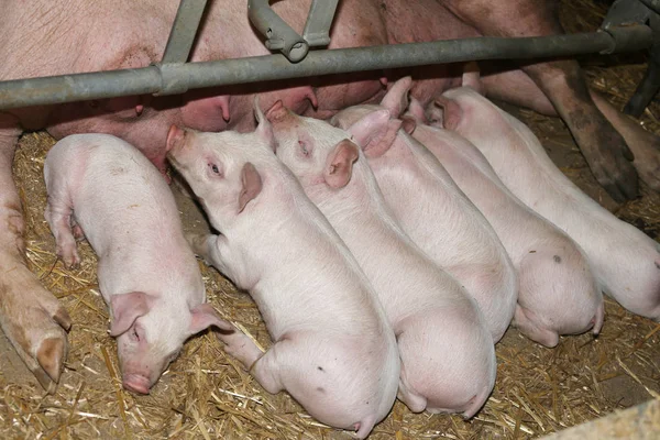 小猪在养猪厂哺乳母幼猪 — 图库照片