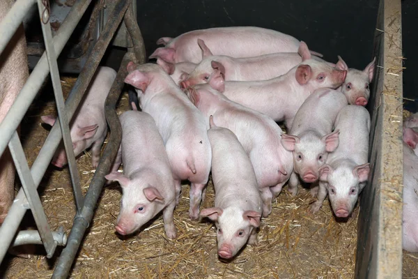 Demir çit çelik parmaklıklar arkasında organik biyo çiftlikte yaşayan domuzlar — Stok fotoğraf