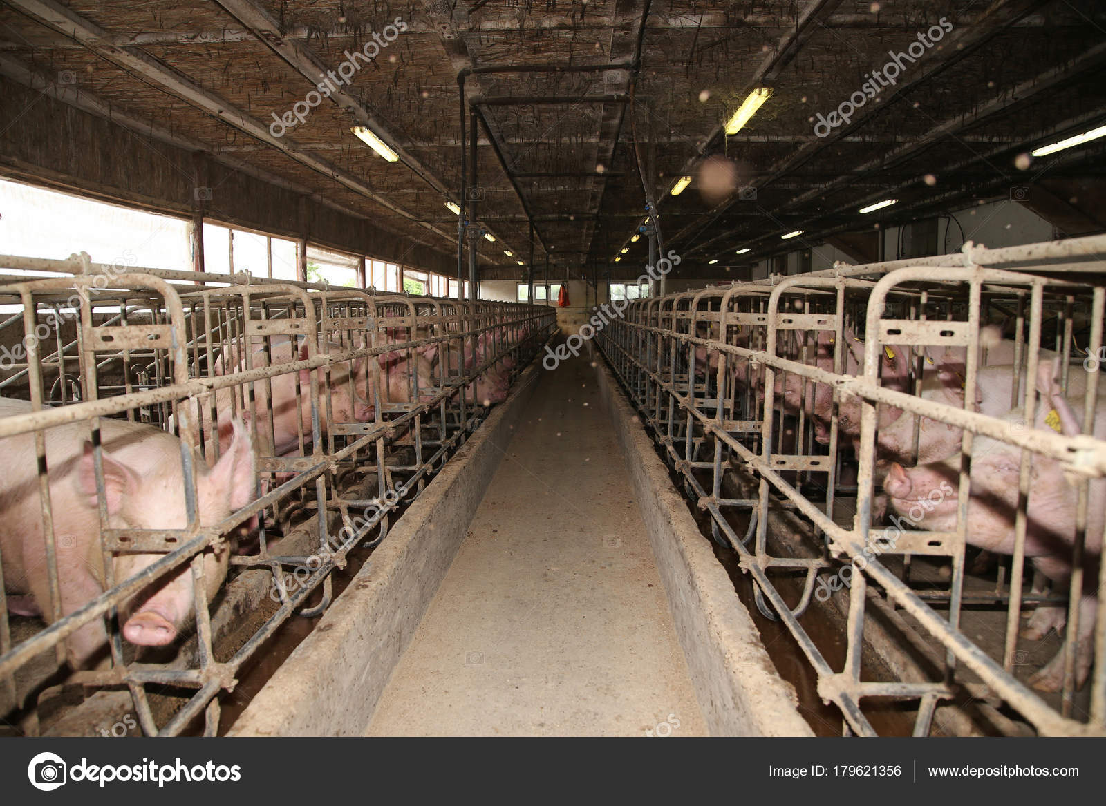 Grupo de porcos poderosos espera comida no celeiro — Foto © accept001  #179621356, image size:1600x1167