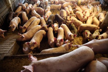 Pembe renkli domuz yavruları ahır fotoğrafı yukarıda