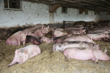 İstikrarlı bir endüstriyel hayvan çiftliğinde yaşayan sows 