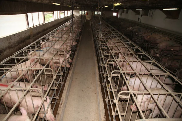 在工业动物饲养场稳定母猪 — 图库照片