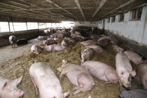 Mäktiga gris suggor om fastställande eller sover i halm fyllda kapsling — Stockfoto