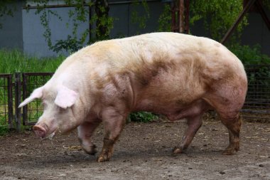 Kırsal hayvan çiftliğinde sows bekleyen büyük buck domuz 