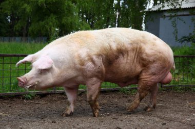 Siyah arka plan karşı safkan bir aygır portresi