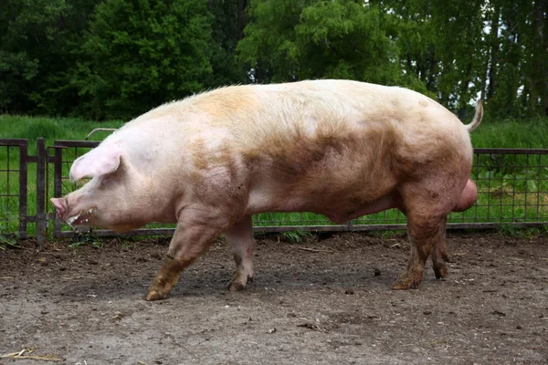 Большая свинья ждет свиноматок на ферме. — стоковое фото