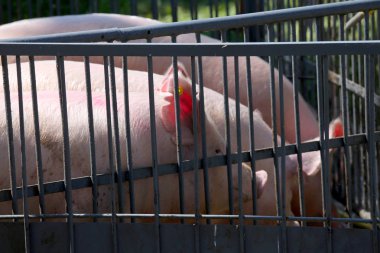 Siyah arka plan karşı safkan bir aygır portresi