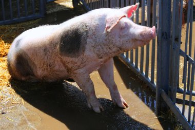 Siyah arka plan karşı safkan bir aygır portresi