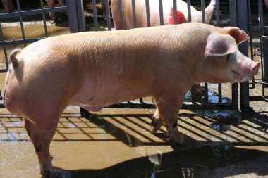 Siyah arka plan karşı safkan bir aygır portresi