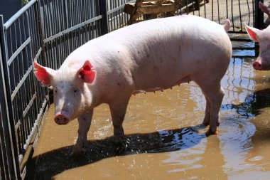Açıkça domuzlar yiyecek için bekleyen onların kararlı üzerinde yıkanmış 
