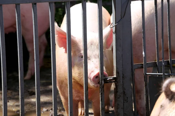 Group of domestic pink colored pig shows waiting for food in the box outdoors. Domesticated pig behind metal fence enjoy summer sunshine
