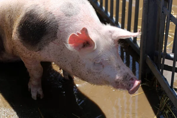 Clearly washed pigs on their stable waiting for food