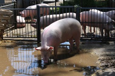 Sonra duş metal çitler güneşli yaz arkasında güneşlenme domuz sows