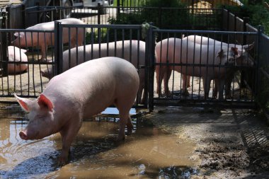 Sonra duş metal duvarları güneşli arkasında yaz gün güneşlenme domuz sows