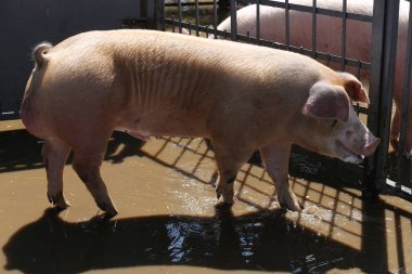 Kristal berraklığında yerli domuz demir çit sonra cilt arıyorsunuz 