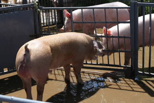 Crystal clear domestic pigs looking over iron fences after skin