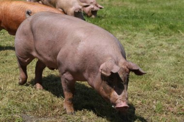 Çayır üzerinde otlatma genç mutlu sağlıklı domuz. Genç domuz sıyrık doğal ortamda