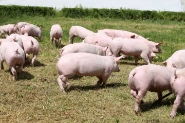 Domuz yavruları çalıştırmalar tarafından hayvan çiftliği doğal çevre, çayır