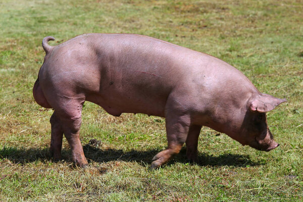 Фото красивой чистой домашней свиньи
