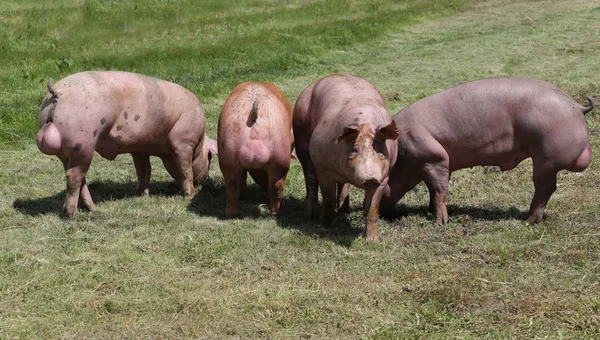Piglets Runs Meadow Animal Farm Natural Environment — Stock Photo, Image
