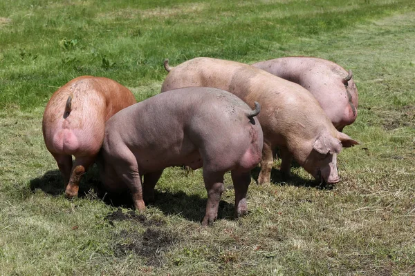 Doğal hayvan çiftliği kırsal yerinde yaşayan genç sağlıklı domuz 